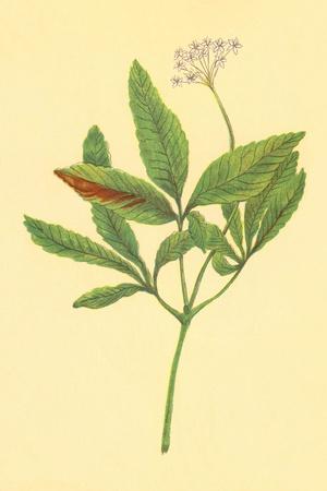 Art Print, , small