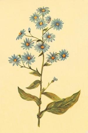 Art Print, , small
