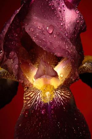 Photographic Print, , small