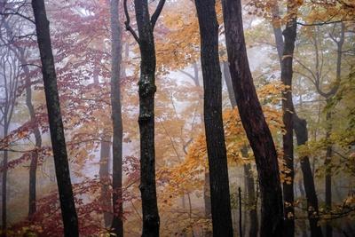 Photographic Print, , small