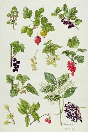 Giclee Print, , small