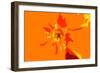 Sunshine Camouflage-Sarah O'Toole-Framed Giclee Print