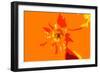 Sunshine Camouflage-Sarah O'Toole-Framed Giclee Print