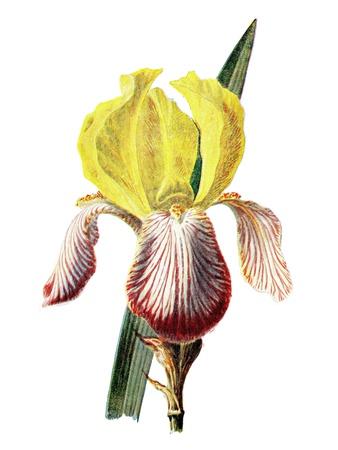 Art Print, , small