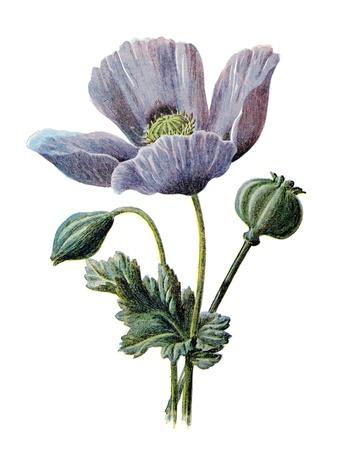 Art Print, , small