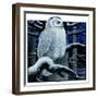 "Snowy Owl in Forest at Night,"January 12, 1924-Paul Bransom-Framed Giclee Print