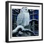 "Snowy Owl in Forest at Night,"January 12, 1924-Paul Bransom-Framed Giclee Print
