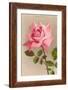 Pink Maman Cochet Rose-null-Framed Art Print