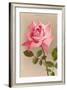 Pink Maman Cochet Rose-null-Framed Art Print