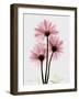 Pink Gerbera Triple-Albert Koetsier-Framed Art Print