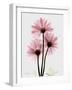 Pink Gerbera Triple-Albert Koetsier-Framed Art Print