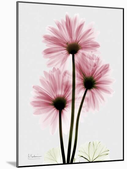 Pink Gerbera Triple-Albert Koetsier-Mounted Art Print