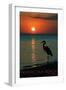 Pensacola Beach, Florida - Heron and Sunset-Lantern Press-Framed Art Print