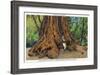Big Basin, California - Father of the Forest Tree, 5000 Years old-Lantern Press-Framed Art Print