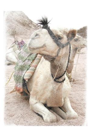 Art Print, , small