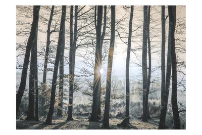 Art Print, , small
