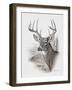 Fall Splendor-Ruane Manning-Framed Art Print