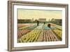 Hyacinth Garden, Haarlem, Holland-null-Framed Art Print