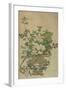 Flowers of the Four Seasons, Qing dynasty, 18th-19th century-Chinese School-Framed Giclee Print