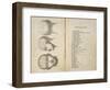 De Ville's Phrenological Head Seen from Front Side and Back-null-Framed Art Print