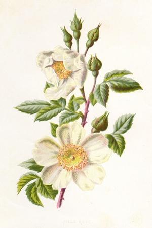 Art Print, , small