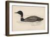 Great Northern Diver (Colymbus Glacialis) Also Known as the Immer- or Ember-Goose-Reverend Francis O. Morris-Framed Art Print