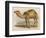 Camel with the Pyramids and Sphinx in the Background-Brittan-Framed Art Print