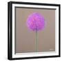 Alium-Lincoln Seligman-Framed Giclee Print