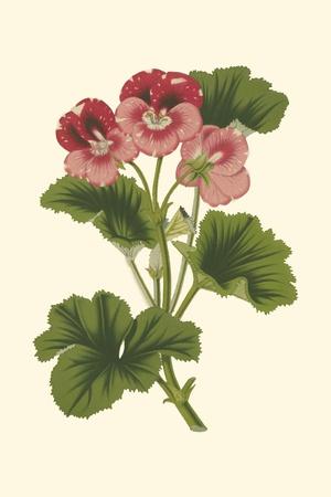 Art Print, , small