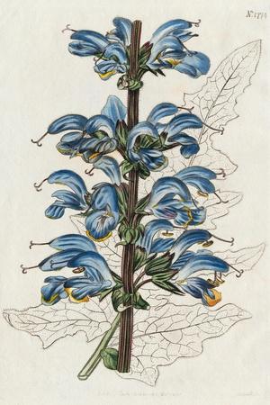 Giclee Print, , small