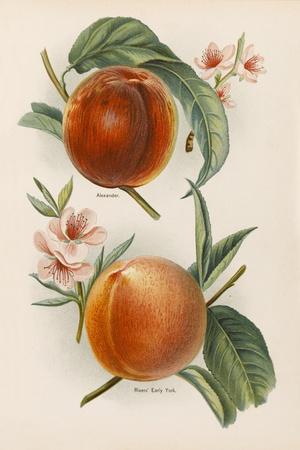 Art Print, , small