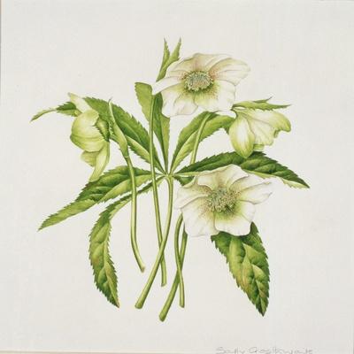 Giclee Print, , small