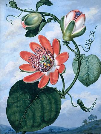 Giclee Print, , small