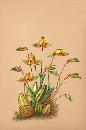 Art Print, , small