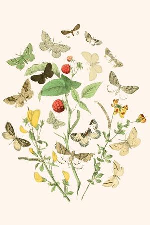 Art Print, , small