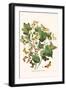 European Butterflies and Moths-W.F. Kirby-Framed Art Print