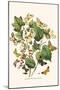 European Butterflies and Moths-W.F. Kirby-Mounted Art Print