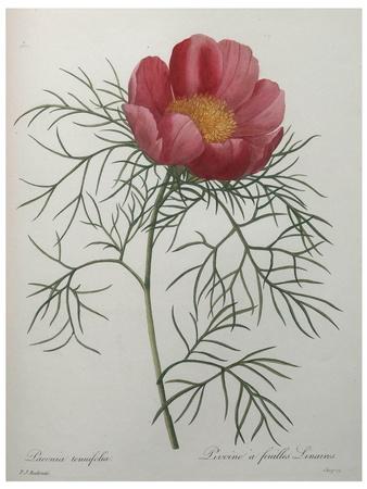 Art Print, , small