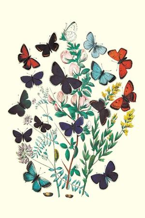 Art Print, , small