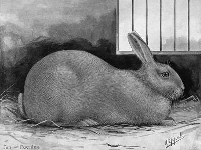 Art Print, , small