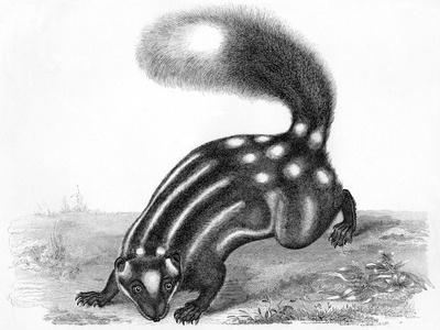 Art Print, , small