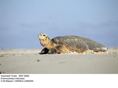 Photographic Print, , small