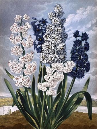 Art Print, , small