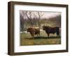 Two Highland Cattle in the North of Scotland-null-Framed Art Print