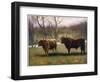 Two Highland Cattle in the North of Scotland-null-Framed Art Print