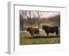 Two Highland Cattle in the North of Scotland-null-Framed Art Print