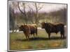 Two Highland Cattle in the North of Scotland-null-Mounted Art Print