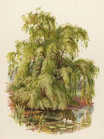 Art Print, , small