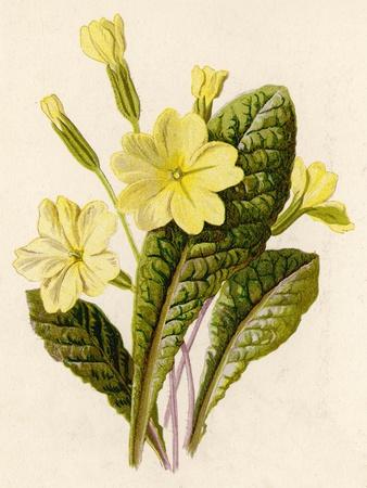 Art Print, , small