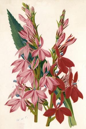 Art Print, , small